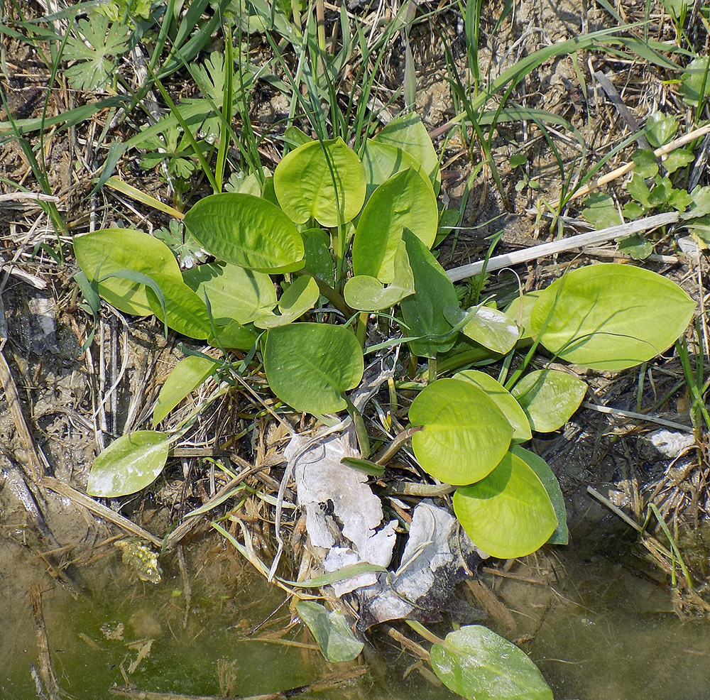 Изображение особи Alisma plantago-aquatica.