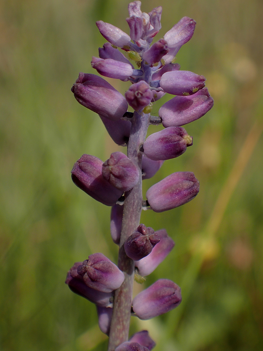 Image of Leopoldia cycladica ssp. subsessilis specimen.