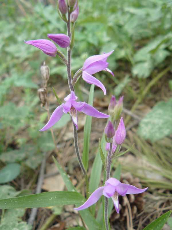 Image of Cephalanthera rubra specimen.