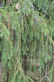 Picea abies