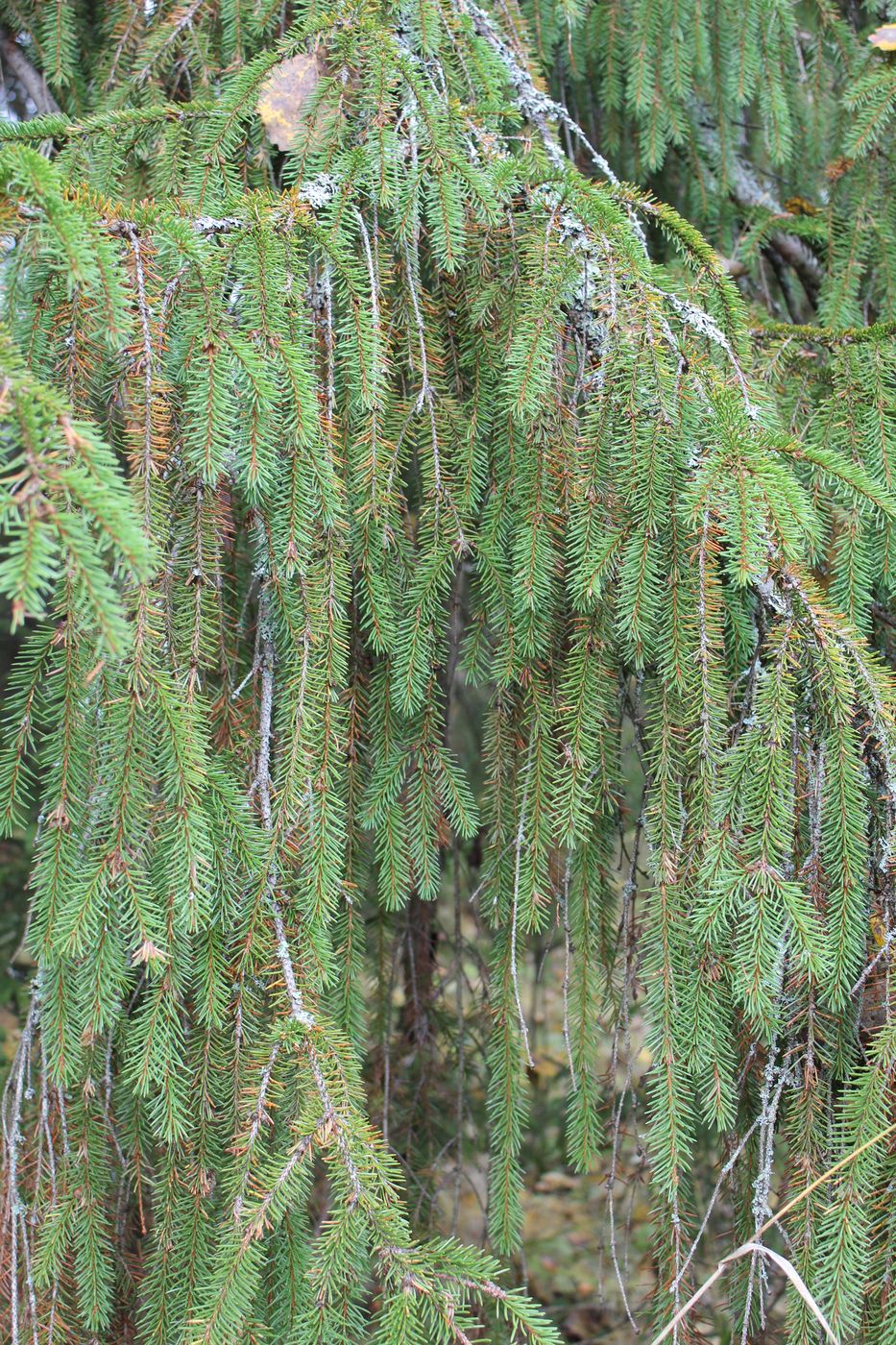 Image of Picea abies specimen.