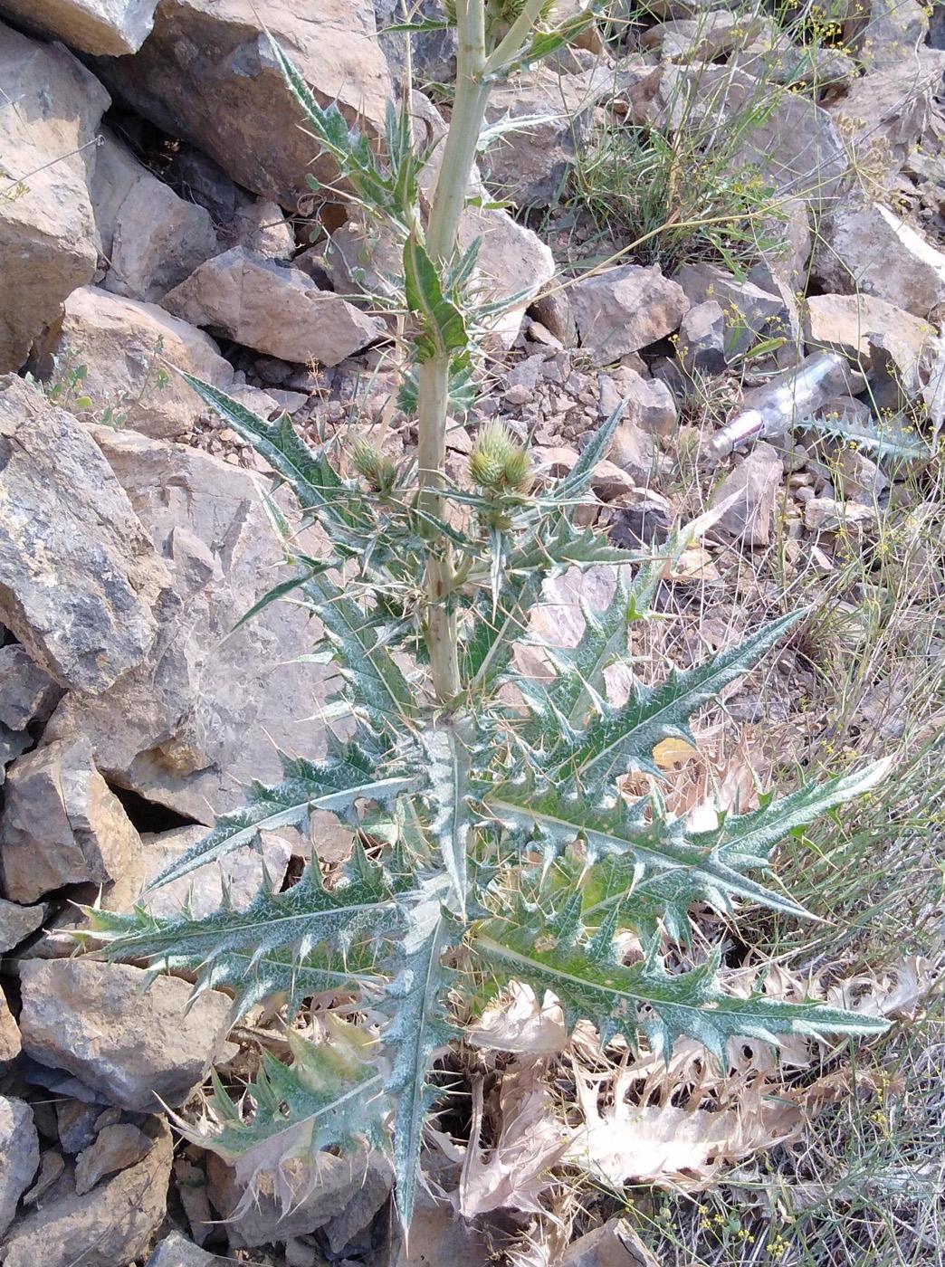 Изображение особи Cirsium congestum.