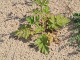 Geum aleppicum