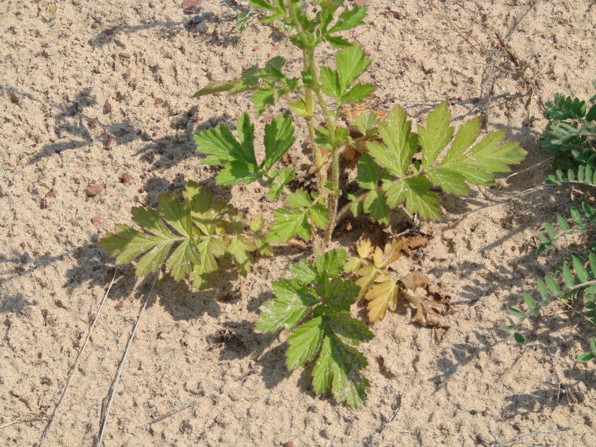 Изображение особи Geum aleppicum.