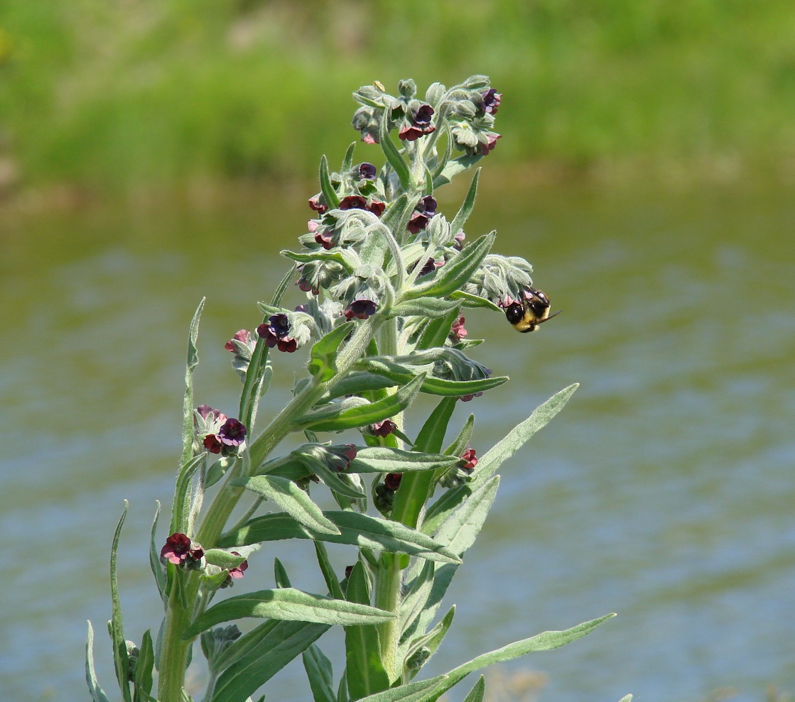 Изображение особи Cynoglossum officinale.