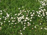 Bellis perennis