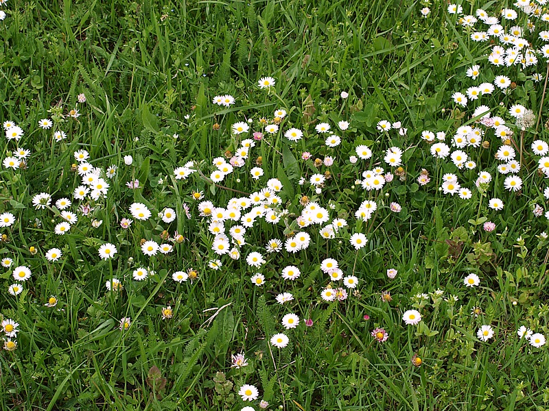 Image of Bellis perennis specimen.