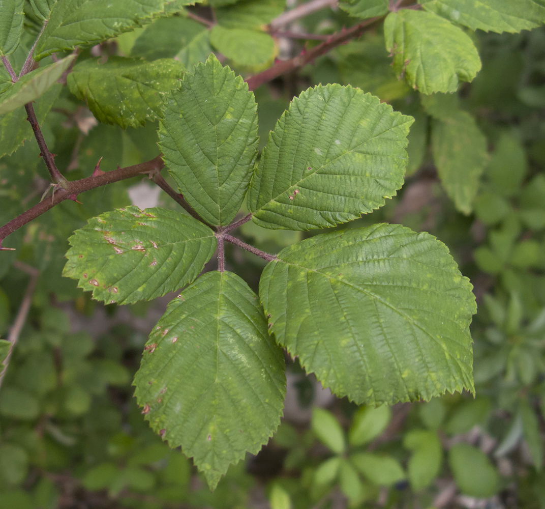 Изображение особи Rubus sanctus.