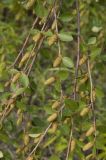 Betula fruticosa