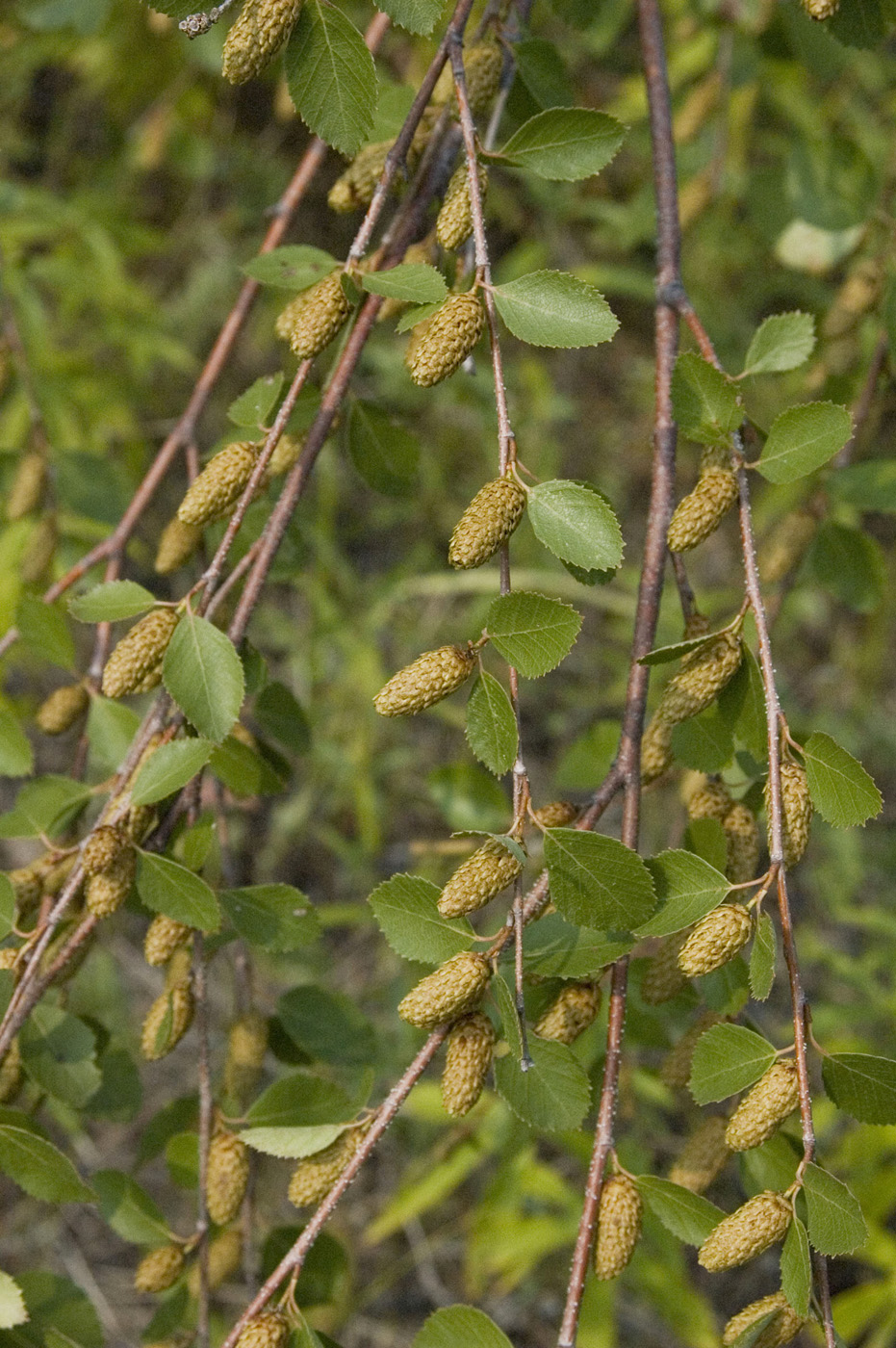 Изображение особи Betula fruticosa.