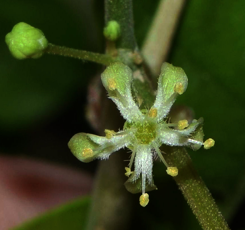 Image of Ailanthus altissima specimen.