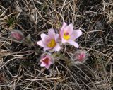 Pulsatilla turczaninovii