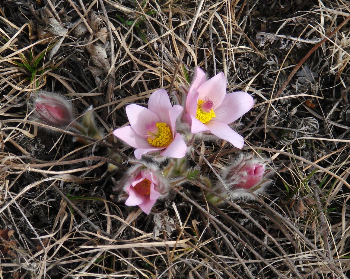 Изображение особи Pulsatilla turczaninovii.