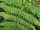 Dryopteris carthusiana. Нижняя поверхность вайи с сорусами. Московская обл., Раменский р-н, окр. пос. Ильинский, Ильинский лес, в ельнике-черничнике. 27.07.2017.