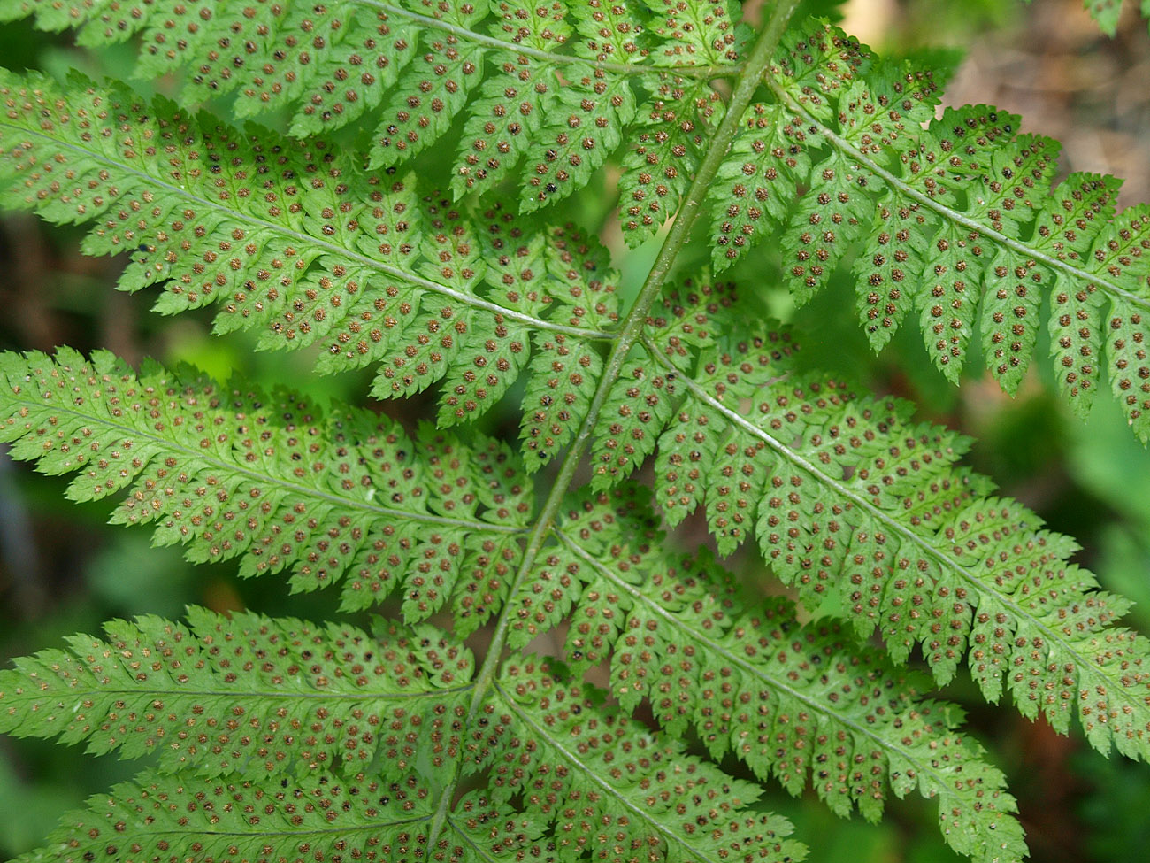 Image of Dryopteris carthusiana specimen.