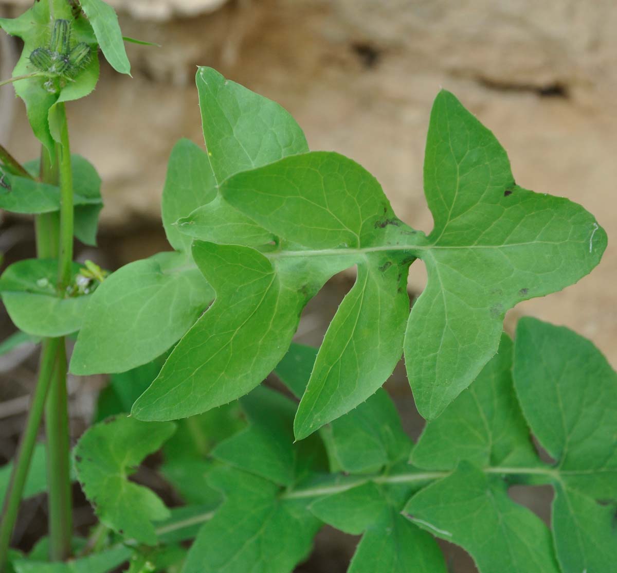 Изображение особи Sonchus oleraceus.