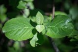 Viburnum lantana. Верхушка побега. Кировская обл., г. Киров, Ботанический сад Вятского государственного университета, в культуре. 29.06.2018.