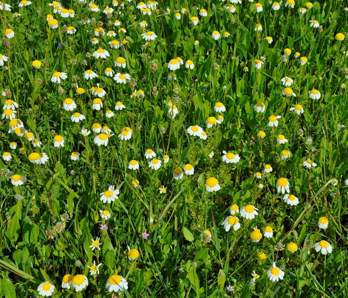 Image of genus Anthemis specimen.