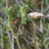 Pterocephalus подвид obtusifolius