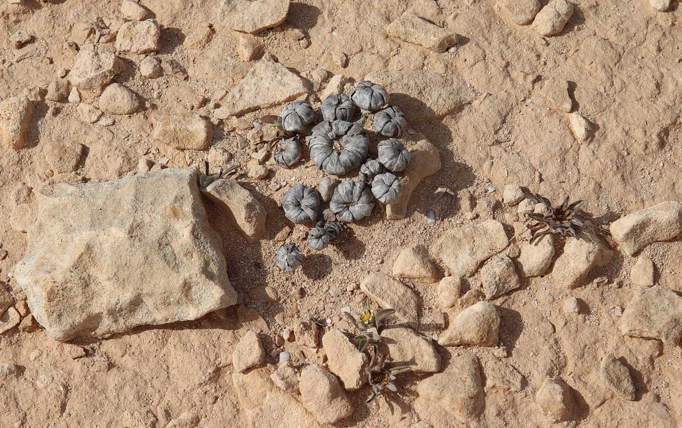 Image of Asteriscus hierochunticus specimen.