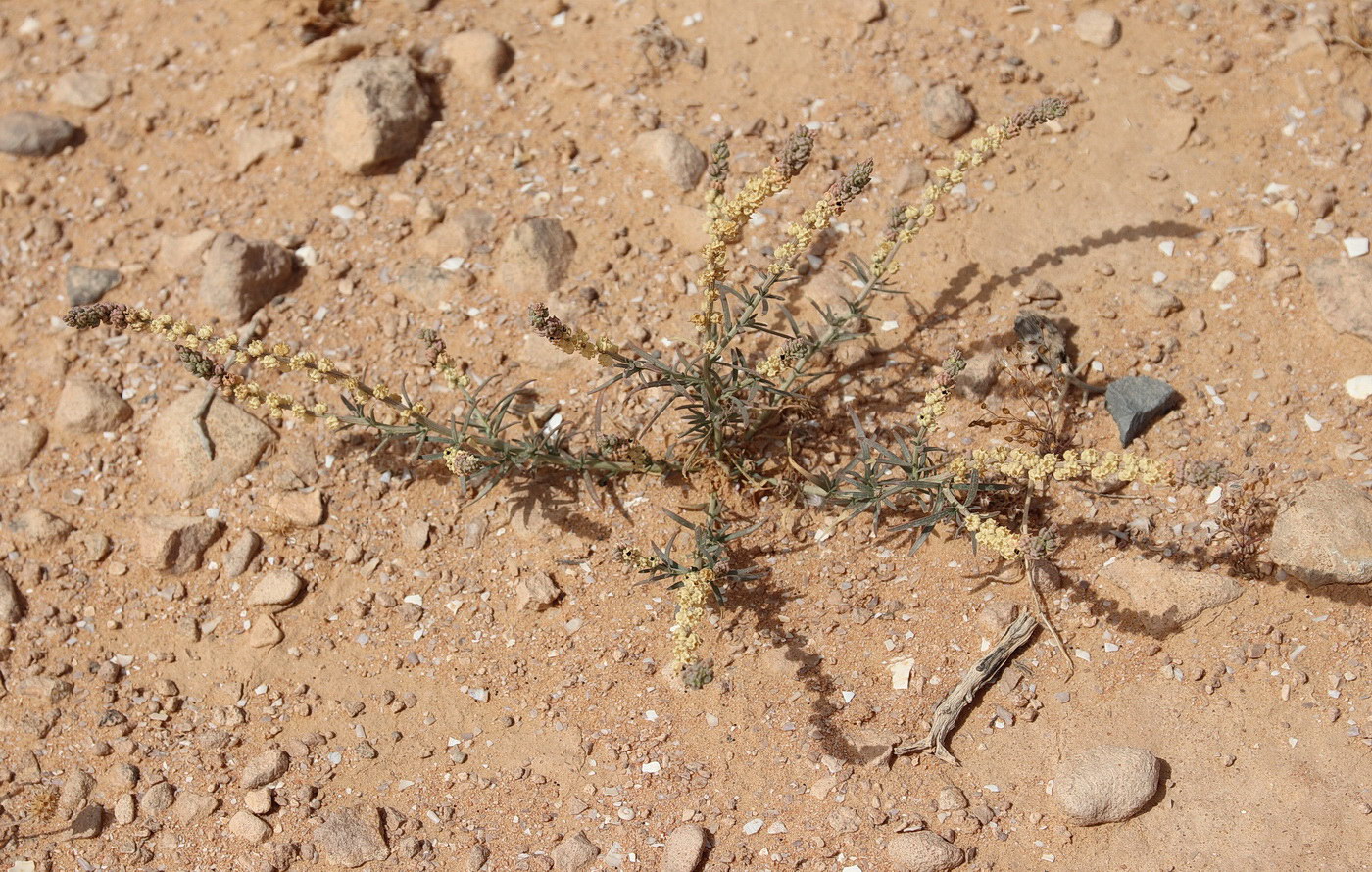 Изображение особи Oligomeris linifolia.