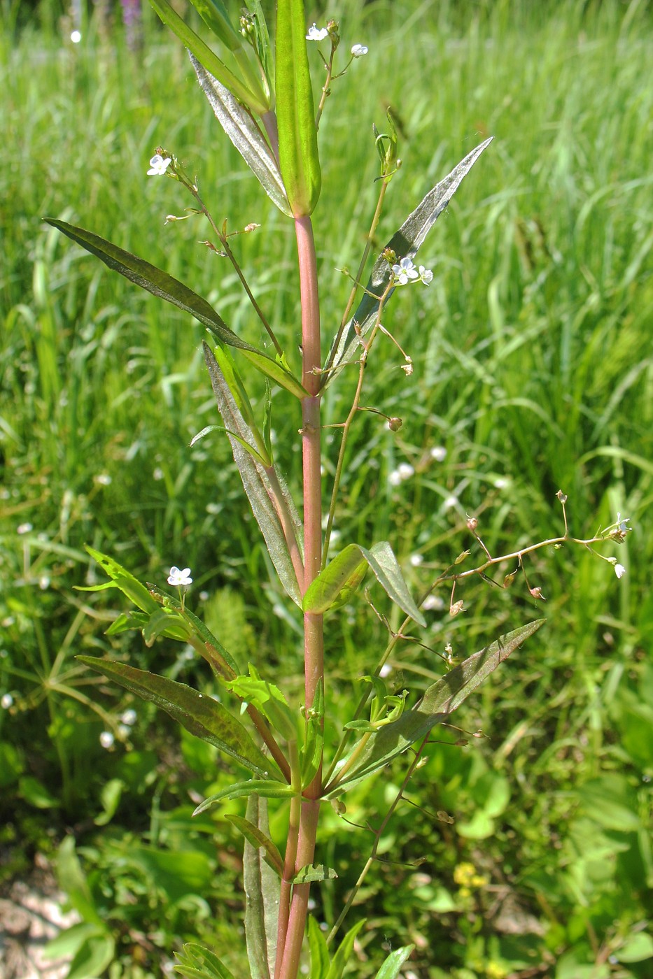Image of Veronica scutellata specimen.