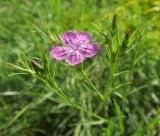 Dianthus eugeniae