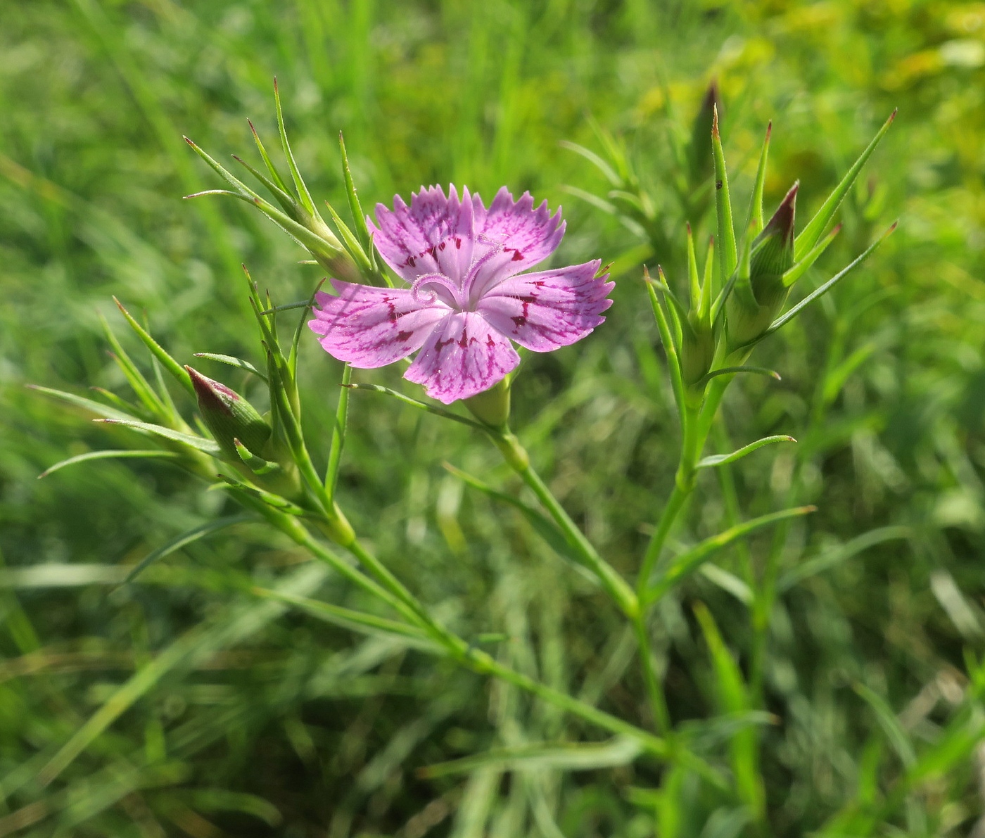 Изображение особи Dianthus eugeniae.