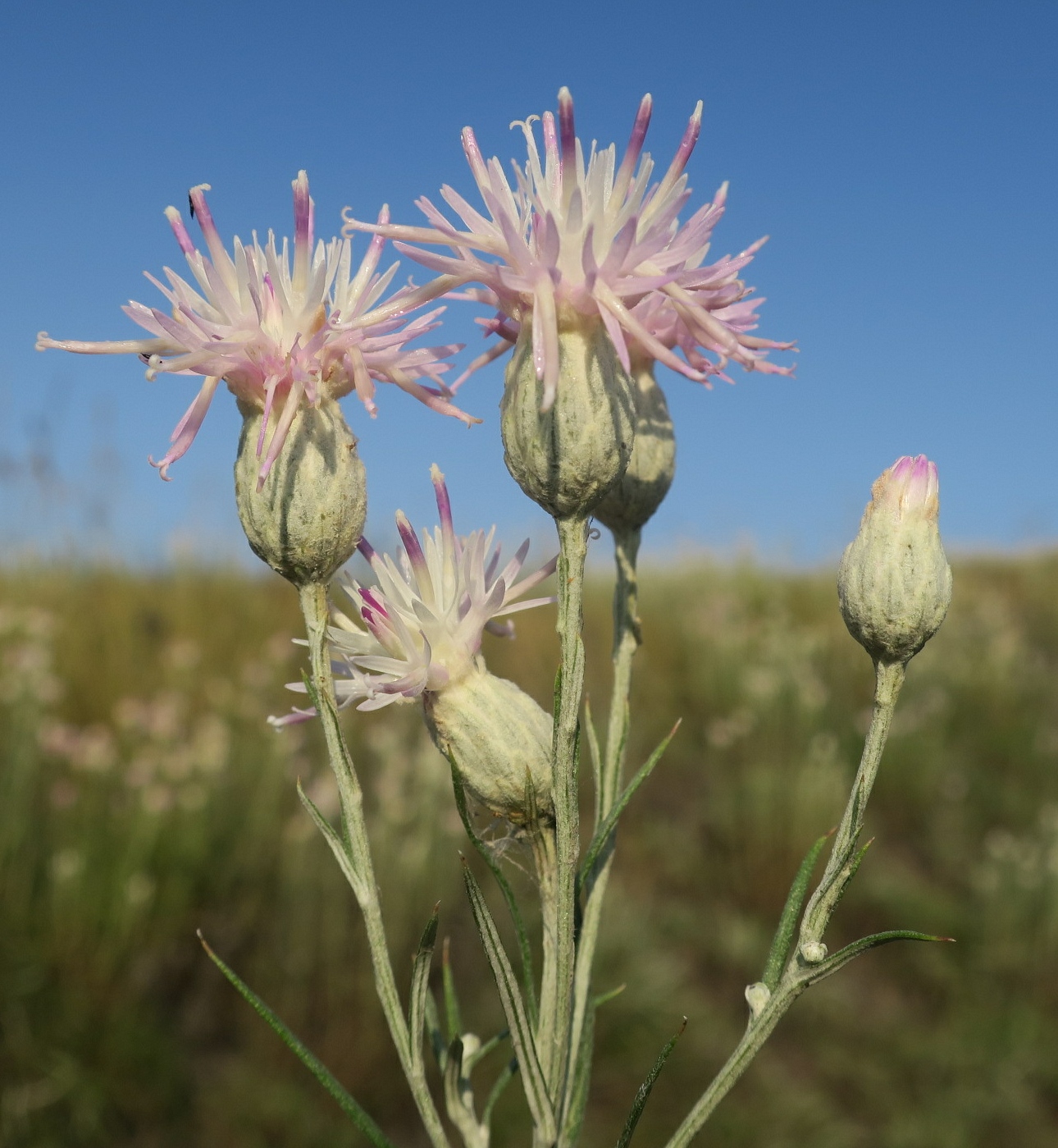 Изображение особи Jurinea stoechadifolia.