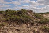 Juniperus sabina