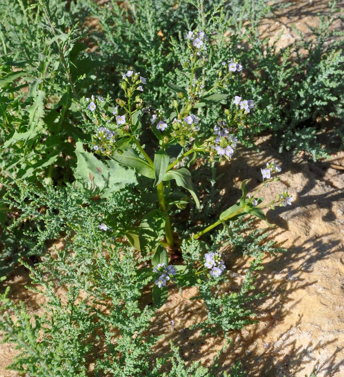 Image of Veronica anagallis-aquatica specimen.