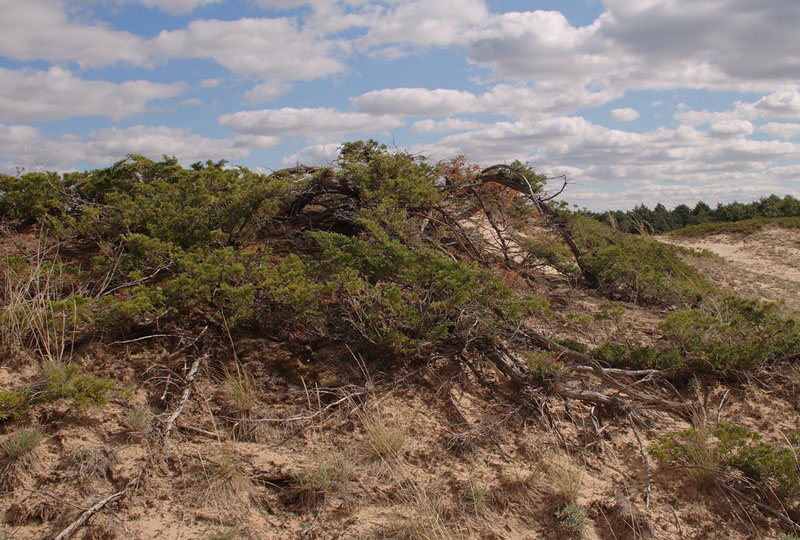 Image of Juniperus sabina specimen.