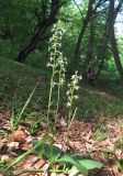 Platanthera bifolia. Цветущие растения. Дагестан, Табасаранский р-н, 1 км к северо-востоку от с. Татиль, буковый лес. 3 июня 2019 г.