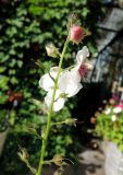 Verbascum phoeniceum