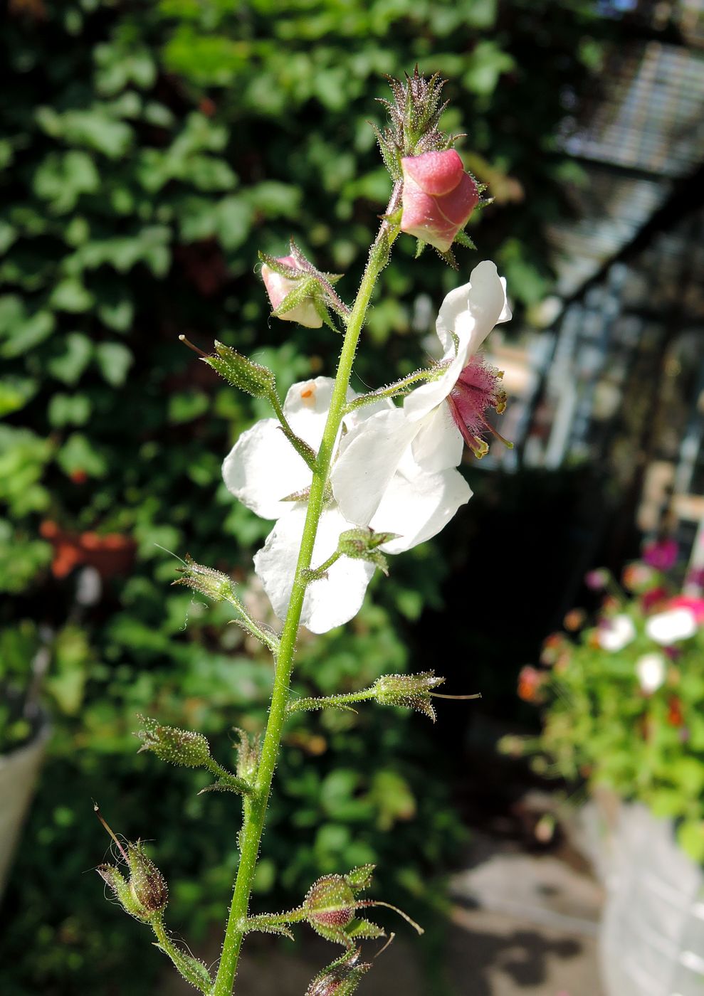 Image of Verbascum phoeniceum specimen.