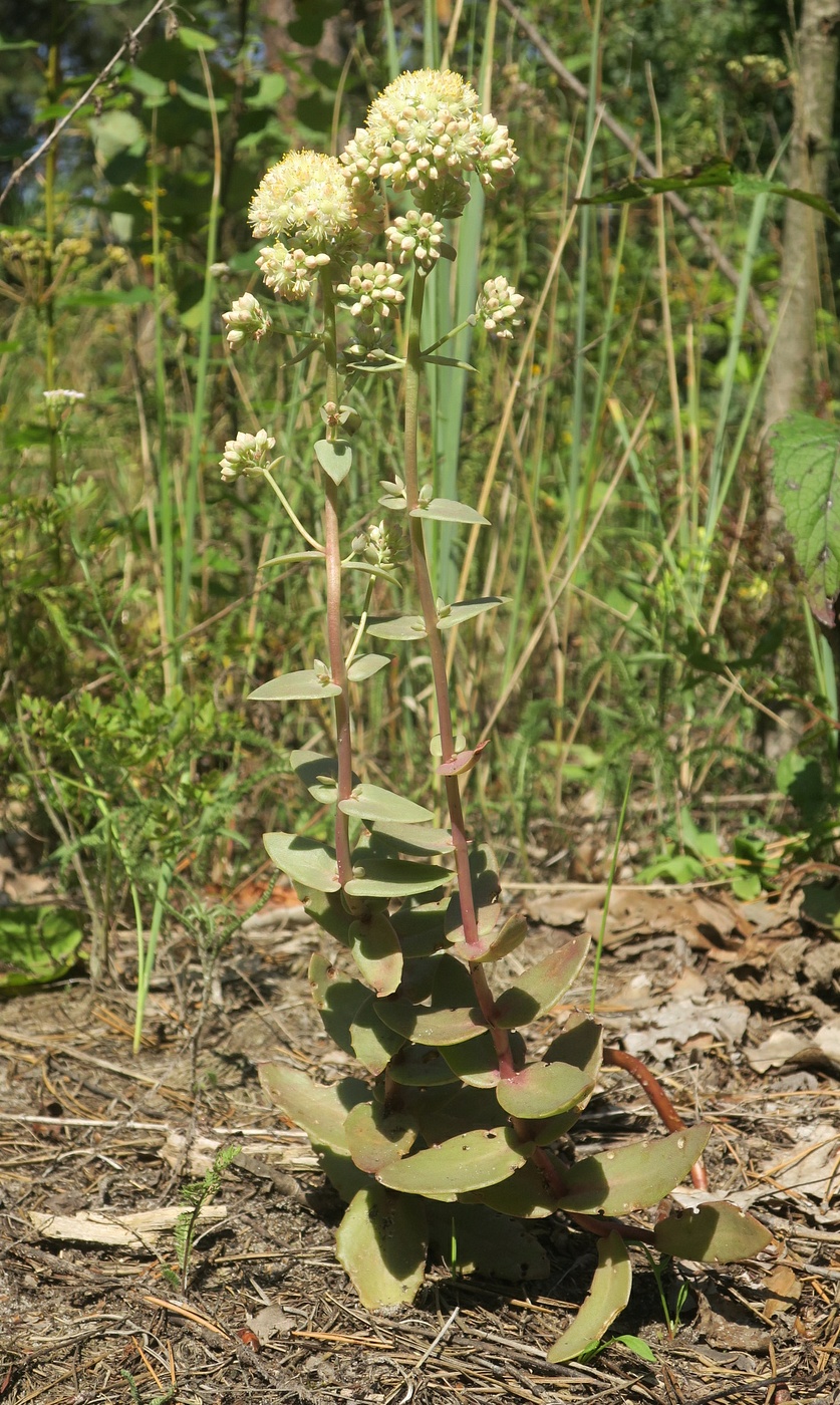 Image of Hylotelephium ruprechtii specimen.