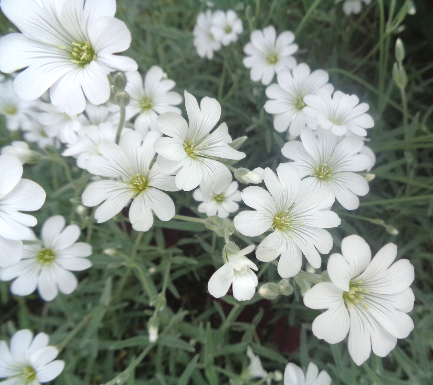 Изображение особи Cerastium argenteum.