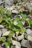 Campanula dolomitica