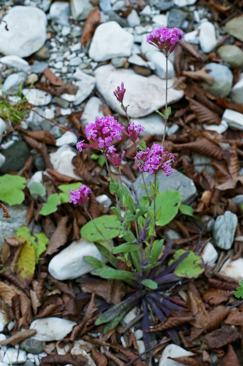 Изображение особи Silene compacta.