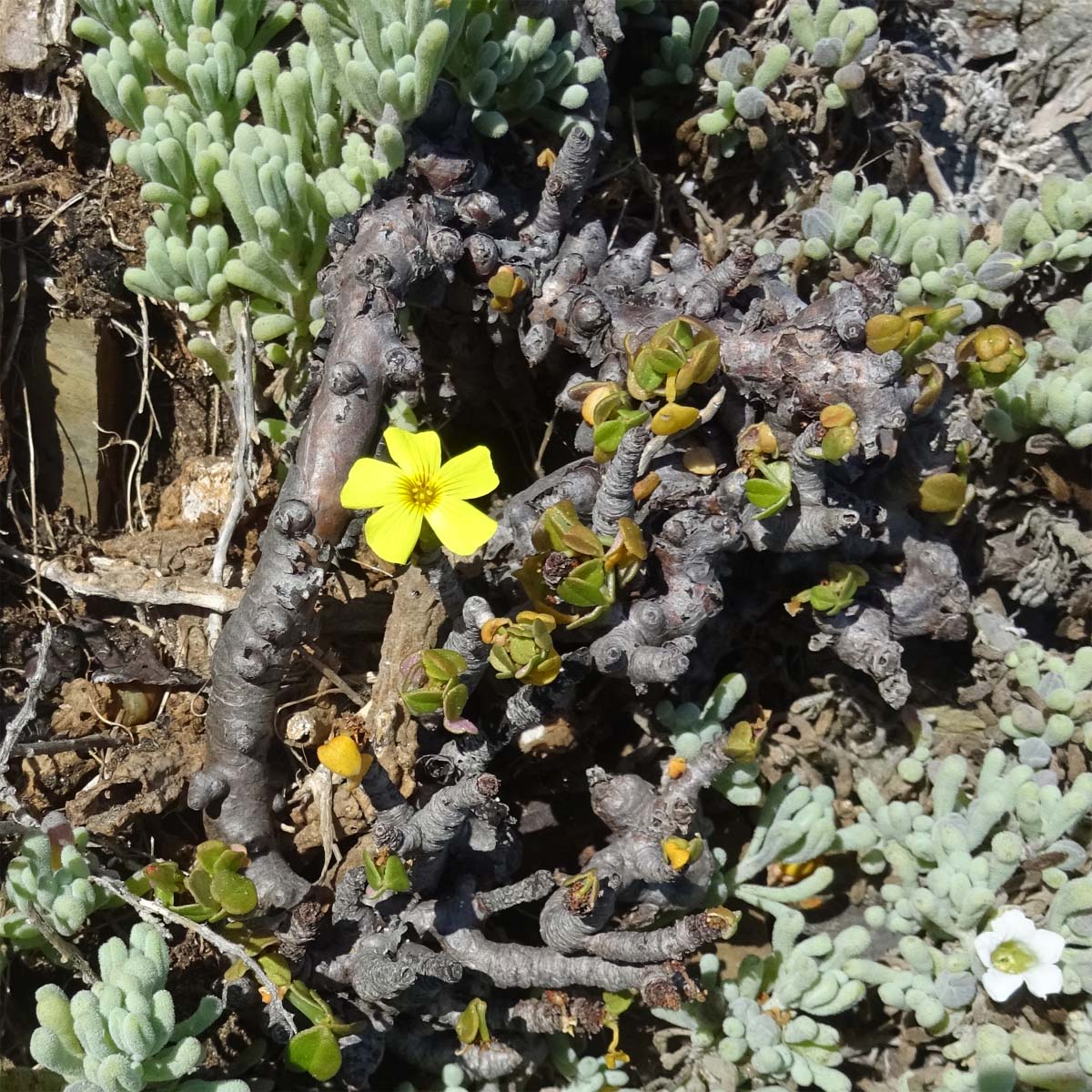 Изображение особи Oxalis magellanica.