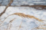 Calamagrostis langsdorffii