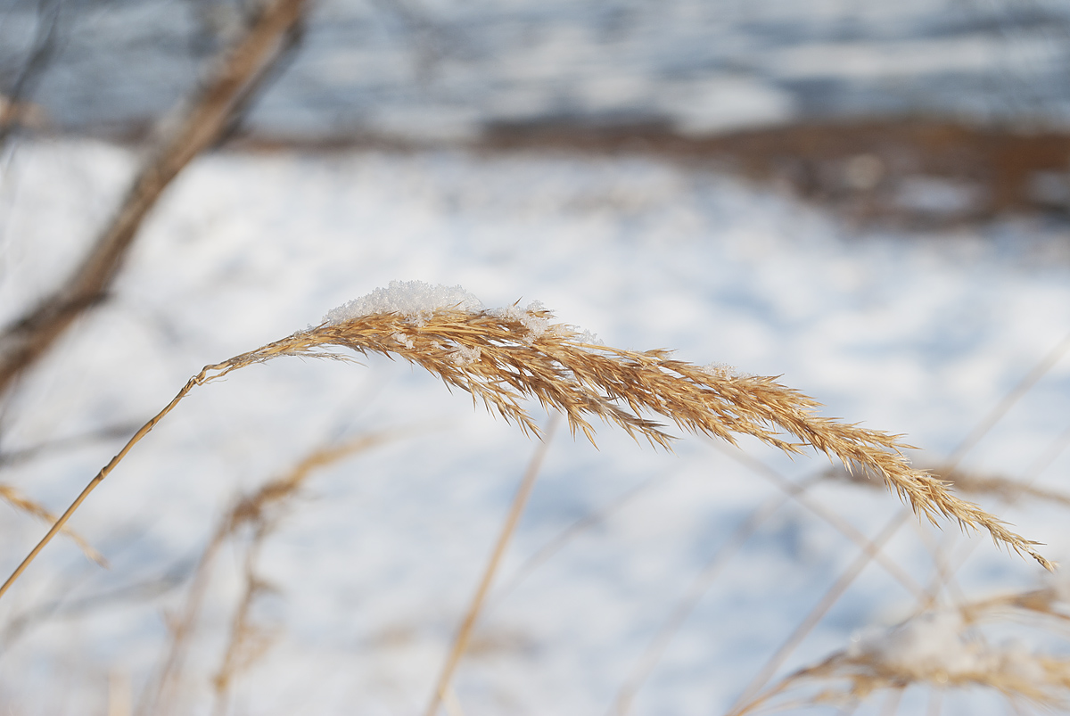 Изображение особи Calamagrostis langsdorffii.