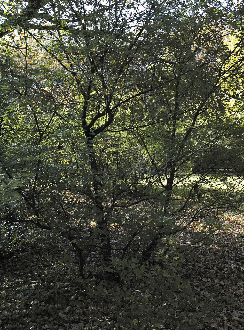 Image of Acer monspessulanum specimen.
