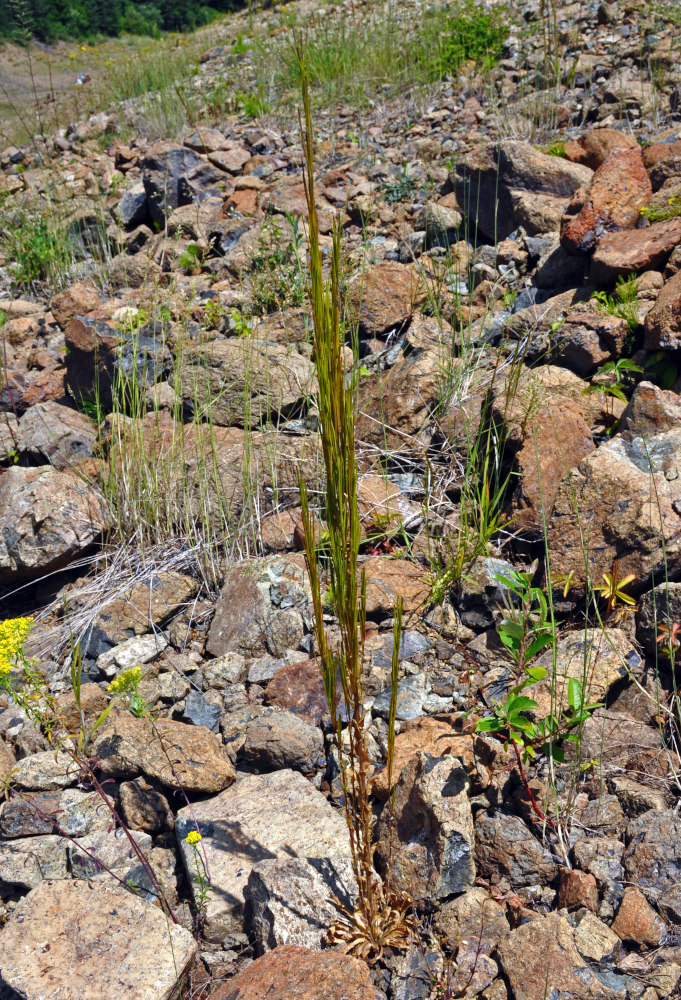 Image of Arabis sagittata specimen.