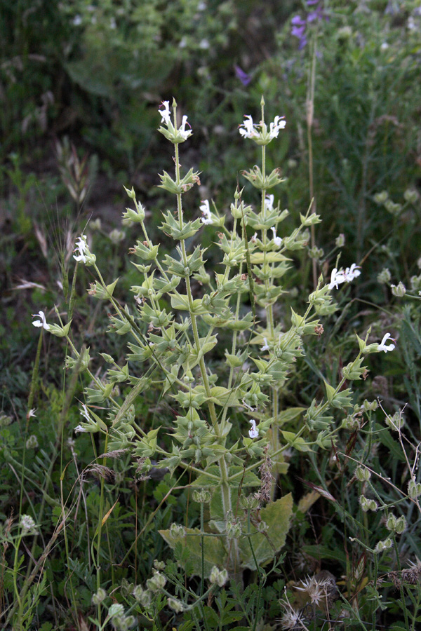 Image of Salvia macrosiphon specimen.