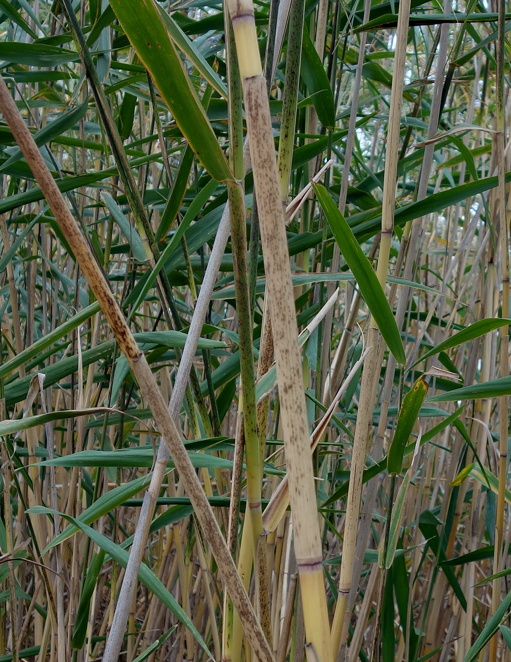 Image of Phragmites altissimus specimen.