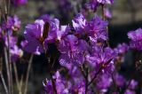 Rhododendron dauricum