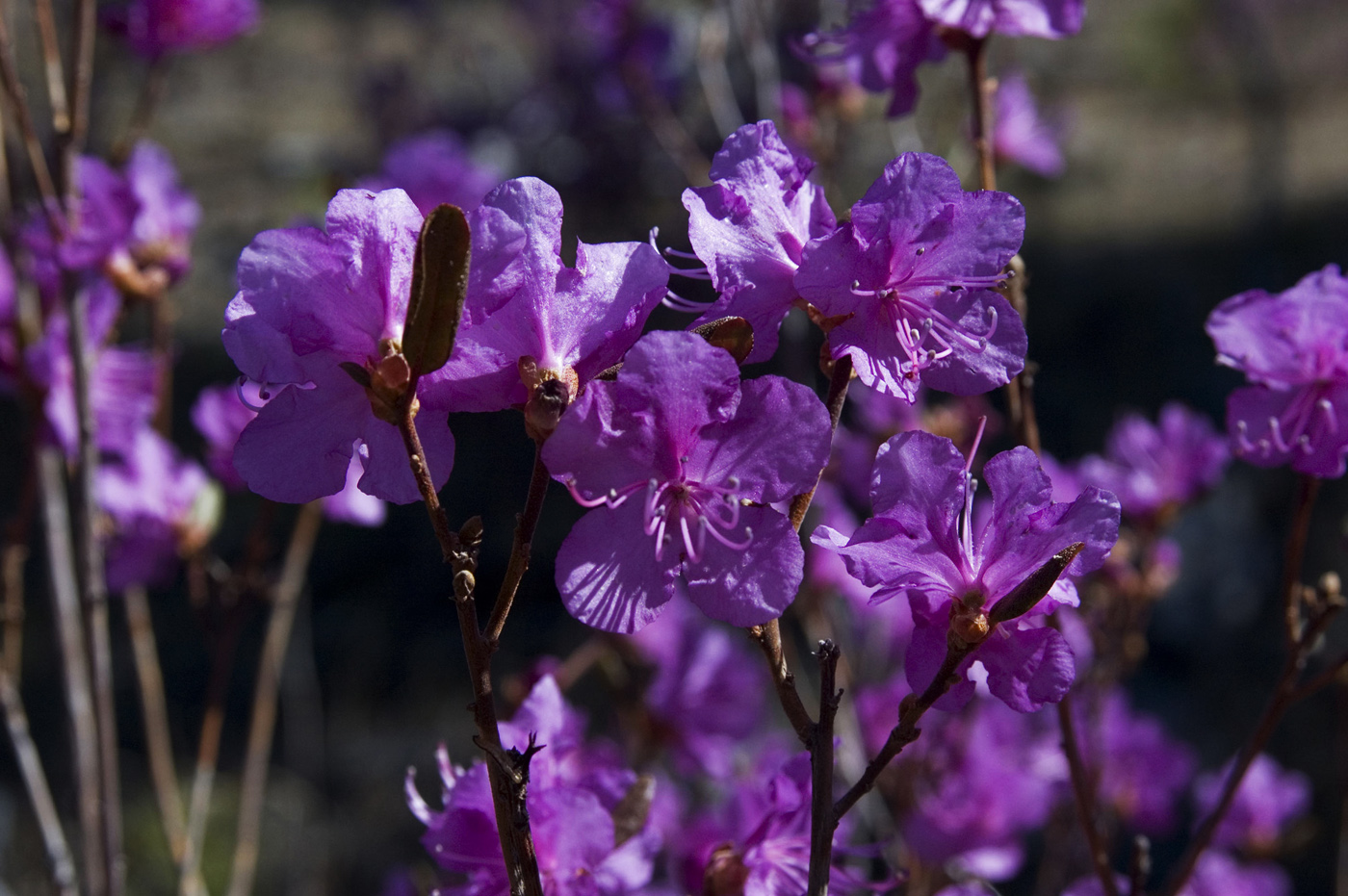 Изображение особи Rhododendron dauricum.