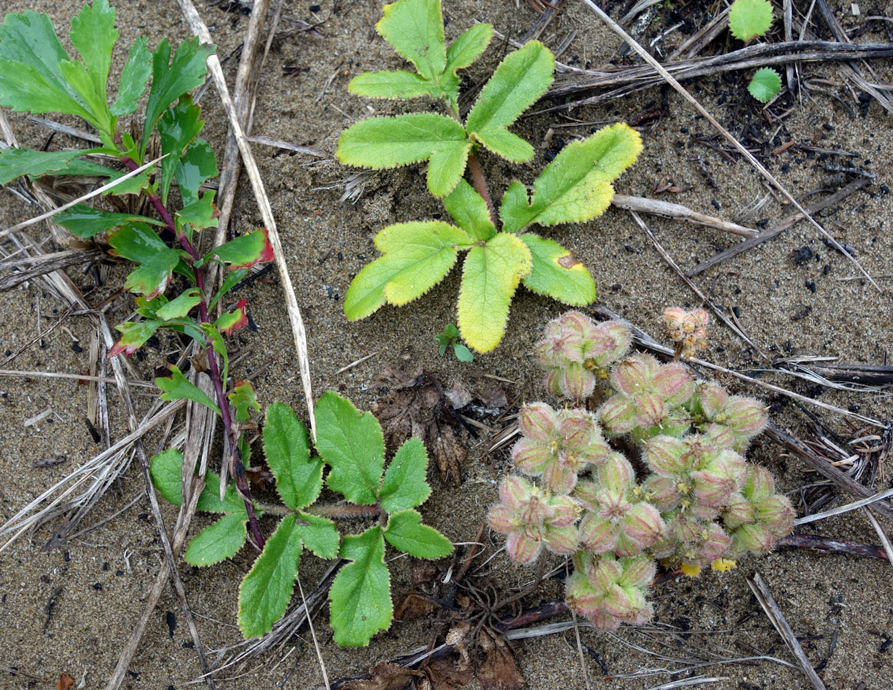 Image of Glehnia litoralis specimen.