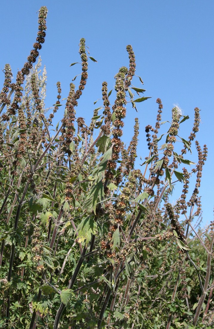 Изображение особи Leonurus quinquelobatus.